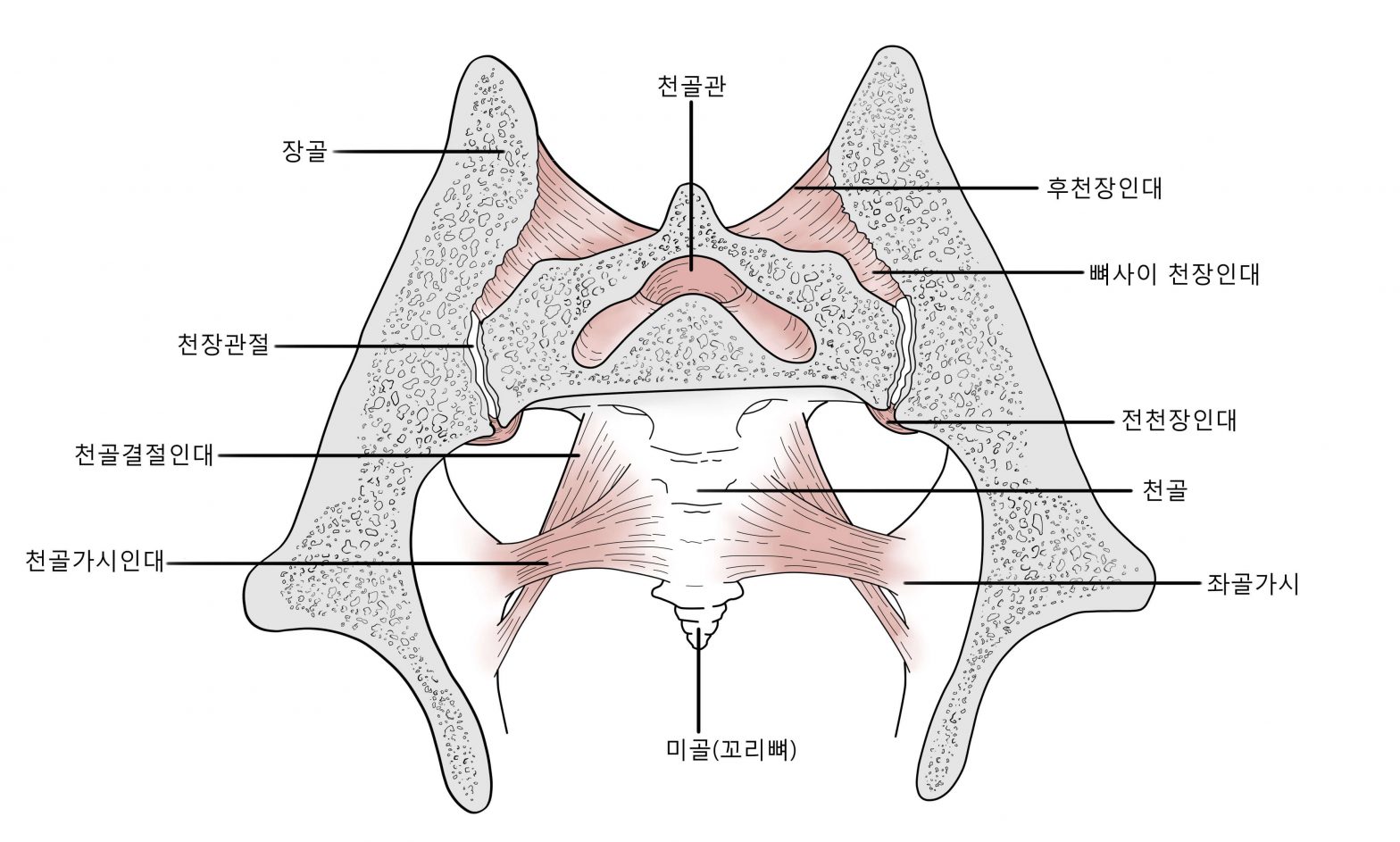 천장관절의 도해