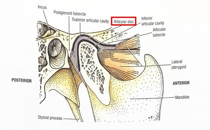 턱관절 해부학 도해